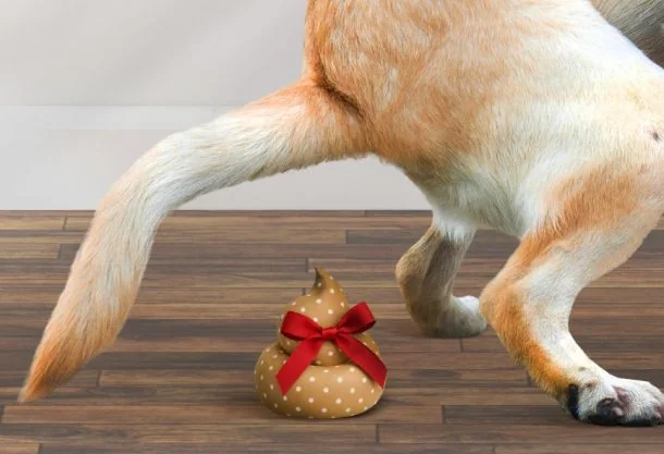 Zašto ne poklanjati životinje kao poklone