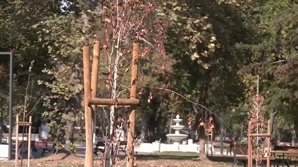 Samo meseci nakon sadnje: Neki od novih drveća u parku kraj Dunava u Vidinu nisu preživeli
