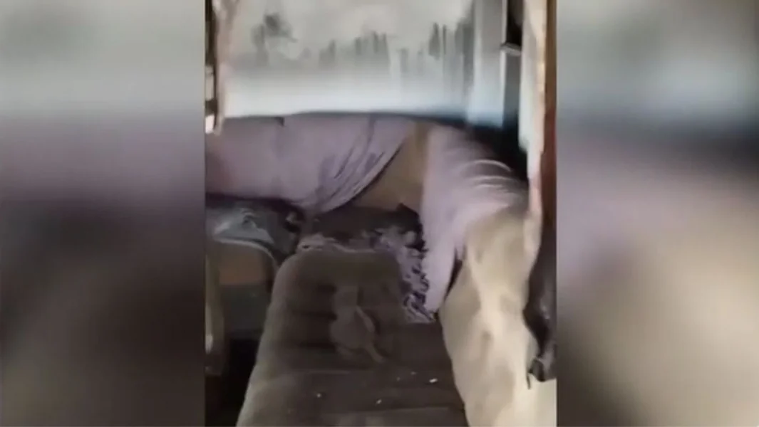 Rodopi: Krivična prijava za požar iz nehata protiv majke sedmogodišnjeg dečaka - Documento