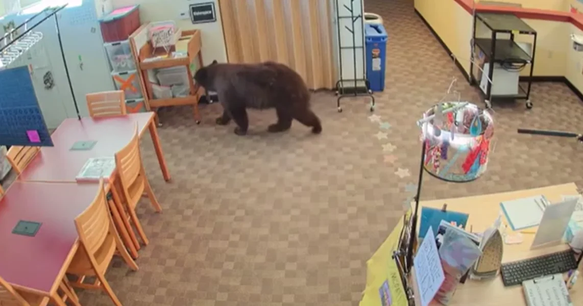 VIDEO Uhvaćen je! Niko ne zna kako je uspio da uđe u biblioteku