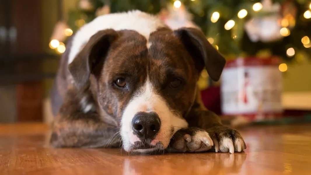Veliki problemi imaju šombathelski šetači pasa