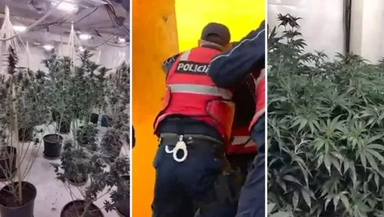 Otkrivene dve kuće za uzgajanje kanabisa u Vaunu i Dejësu! Uhapšen 31-godišnjak, privedena su 3 radnika OSHEE! Zaplijenjeno 583 biljke kanabisa i 307 električnih uređaja (VIDEO) - Shqiptarja.com
