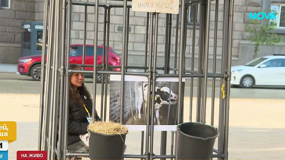 Protest pred NS: Aktivisti ponovo se zatvaraju u ćelije zbog nehumanskog odgoja teladi