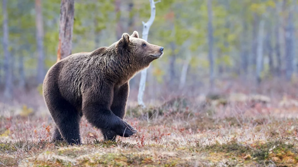 Istraživanje: Italijanski smeđi medvedi su manje agresivni od drugih evropskih populacija.