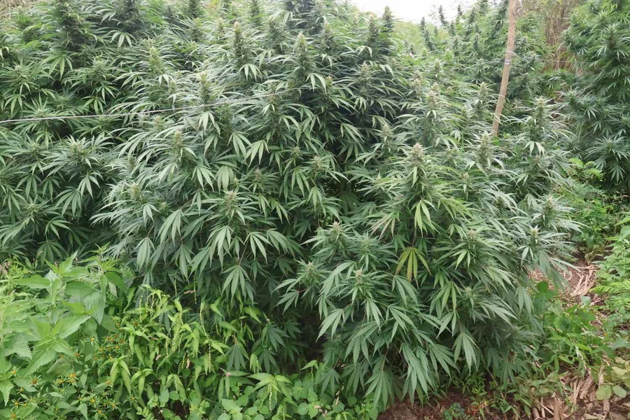 Otkrivena ilegalna plantaža kanabisa u Strumičkom, oduzeno 680 kilograma stabljika - Nova Makedonija