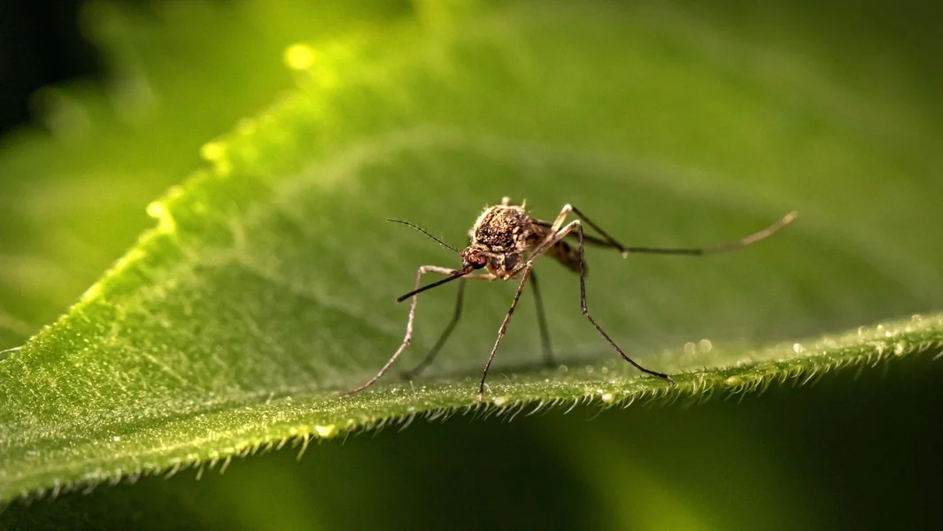 Virus Zapadnog Nila: 27 novih slučajeva i 5 smrti – Regije u crvenom – Documento