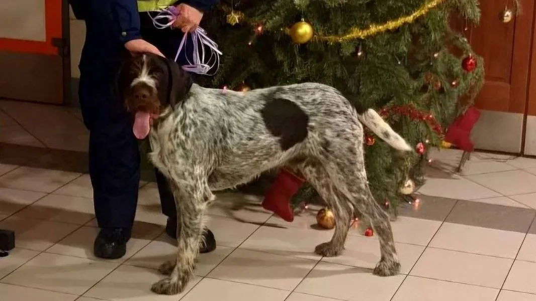 Uz policijsku pratnju vratio se kućni ljubimac koji je nestao za vreme novogodišnje noći - ORIGO