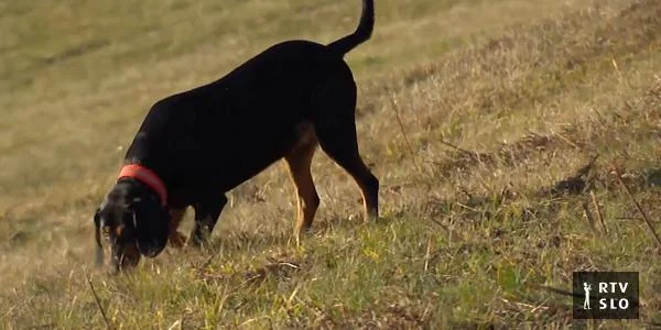 Da li ćemo uskoro imati još dve slovenačke autohtone pasmine pasa?