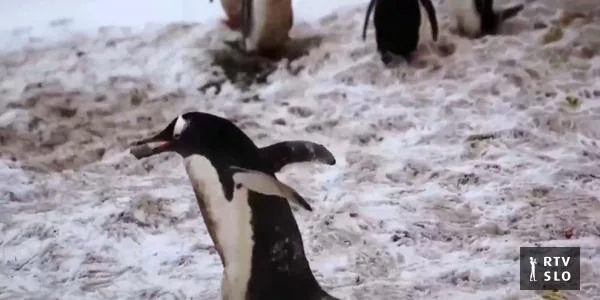 Zbog zagrevanja Zemlje mladi pingvini se izlegu prerano