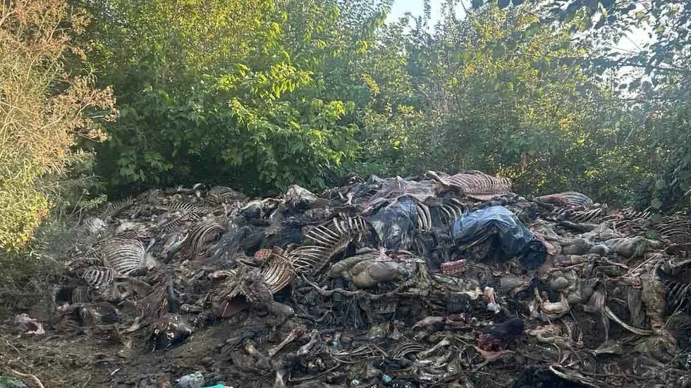 Razbili su ilegalnu klanicu kraj Slivena: Otkriveno 200 kg mesa i trupnih otpada (SLIKE)