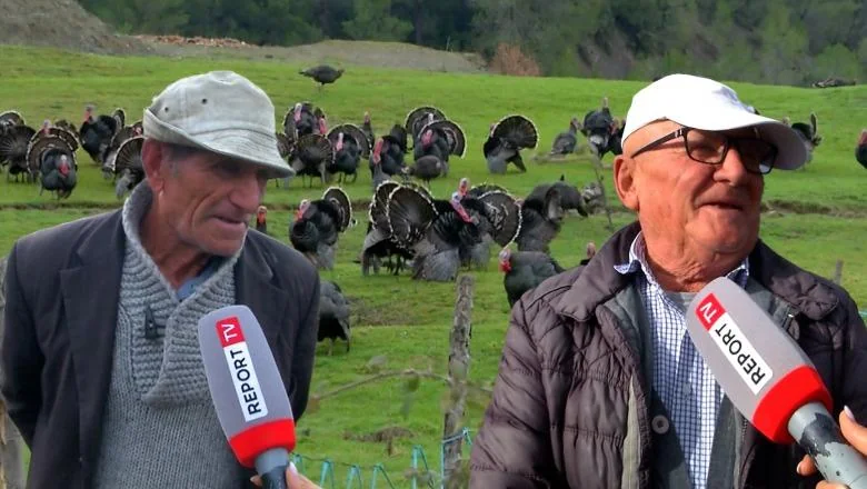 Kralj prazničnog stola, morsko pile se prodaje po 1000-1200 lek/kg! Farmeri Baldushka: Konkurira uvoz