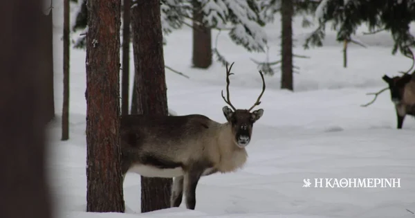 Ubijeni su 'taranđi Deda Mraza' – Kako je rat u Ukrajini povezan?