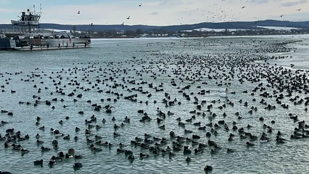 Deset hiljada ptica bori se za opstanak usred Balatona – zapanjujući prirodni fenomen - ORIGO
