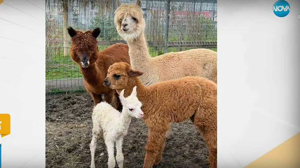 Bejbi bum tokom godine u zoološkom vrtu u Burgasu: među novorođenčadi – snežno bela alpaka i nosati medvedići