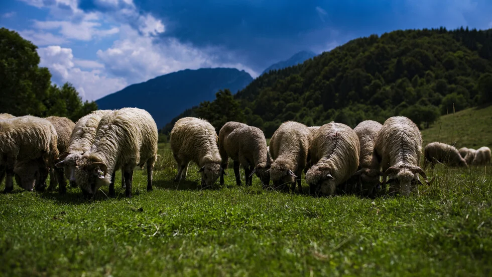 Bugarska i još tri zemlje traže promenu pravila EU za bolesti ovaca i koza