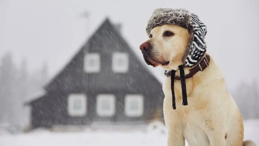 Tako štitimo naše kućne ljubimce od surove hladnoće — mnogi prave ovu grešku - ORIGO