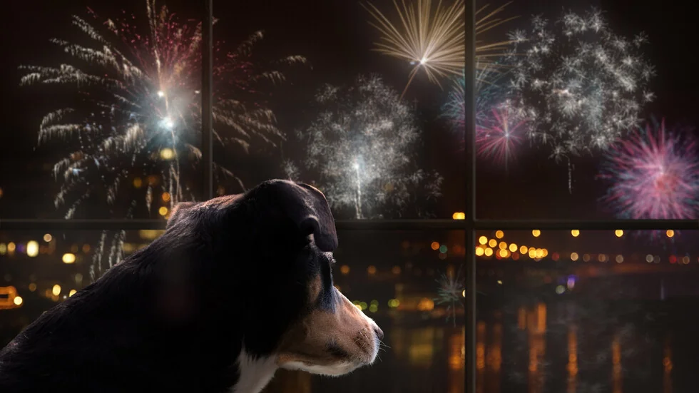 Eksperti upozoravaju: piratke ugrožavaju životinje