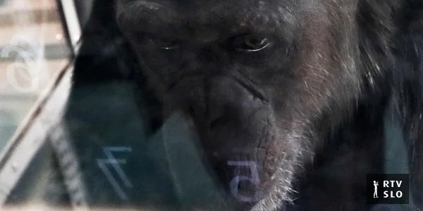 U dobi od 49 godina poginula je genijalna šimpanzinja Ai