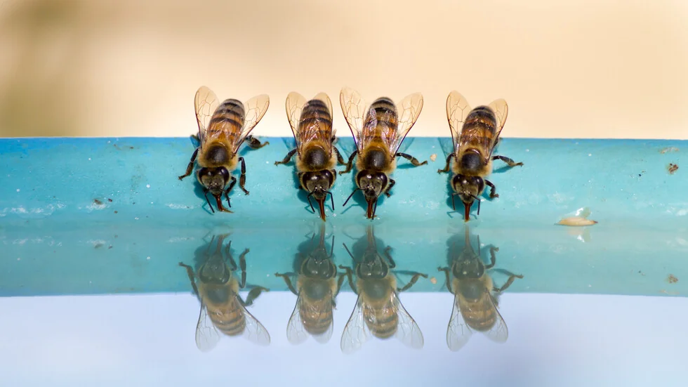 Pčele su dobile pravna prava u Peru