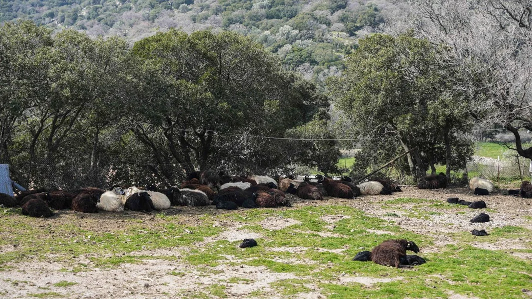 Lesbos: Neusklađenosti i lažne evidencije uzgoja ovaca i koza otkrivaju Ministarstvo poljoprivrede - Documento
