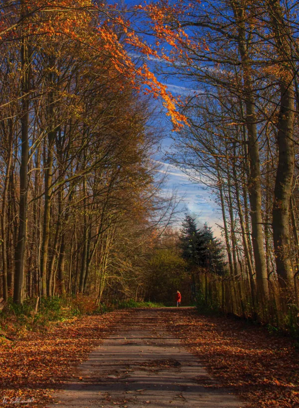 Kasna jesen kroz šumu Menka Trajkoska-Ekhard - Fotografija nedelje - Nova Makedonija