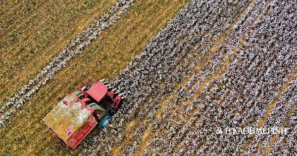 Poslednji trik sa pamukom i propast 'belog zlata'