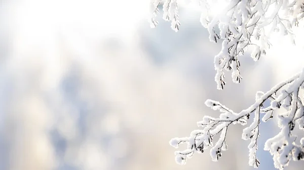 Istinska zima u poslednjim danima 2025. godine