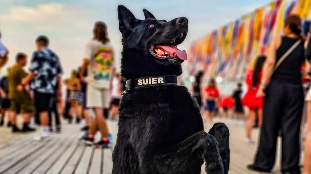 Šuier, najspoznatiji pas Policije Rumunije, iznenada preminuo godinu dana nakon odlaska u penziju: 'Šta se dogodilo?'