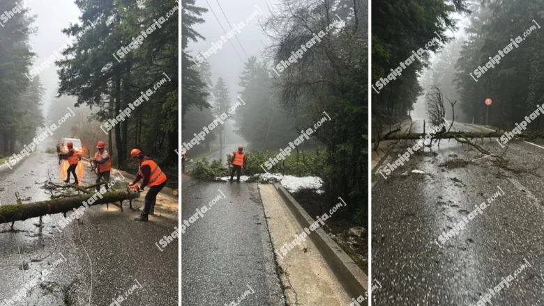 Vlore / Jak snažan vetar obara nekoliko stabala na Llogari, blokiran je putni deon! Zona je takođe bez električne energije.