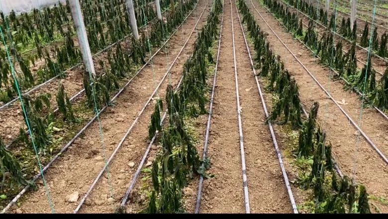 Mrazevi su osušili proizvode u plastičnim staklenicima u Lushnje i Fieru! Poljoprivrednik: Hladnoća nanela vanrednu štetu, ne znamo šta da radimo.