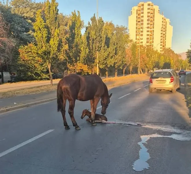 FOTO: Kobila se oždrebila na ulici u Skoplju, Gjorgievski traži hitnu akciju za zaštitu životinja - Nova Makedonija