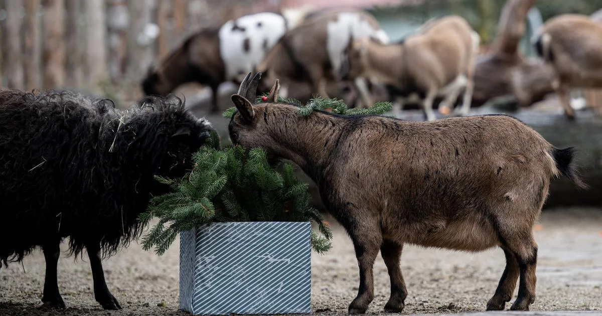 FOTO Božić stigao i u Zoološki: Pogledajte kakve su poklone dobile životinje
