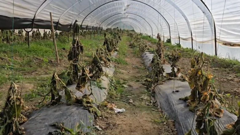 Fier/ Mrazevi suše staklenike u Frakullës, farmeri traže odštetu: Propadamo