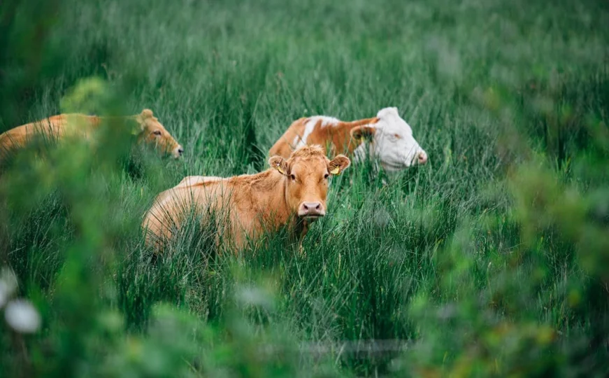 Antraks se pojavio i u Bosni i Hercegovini: Potvrđen novi slučaj