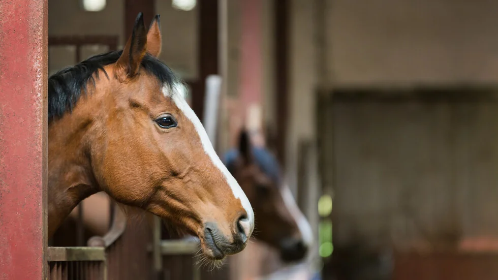 Konji su poginuli u požaru na konjskoj bazi Fanagorija u Varni