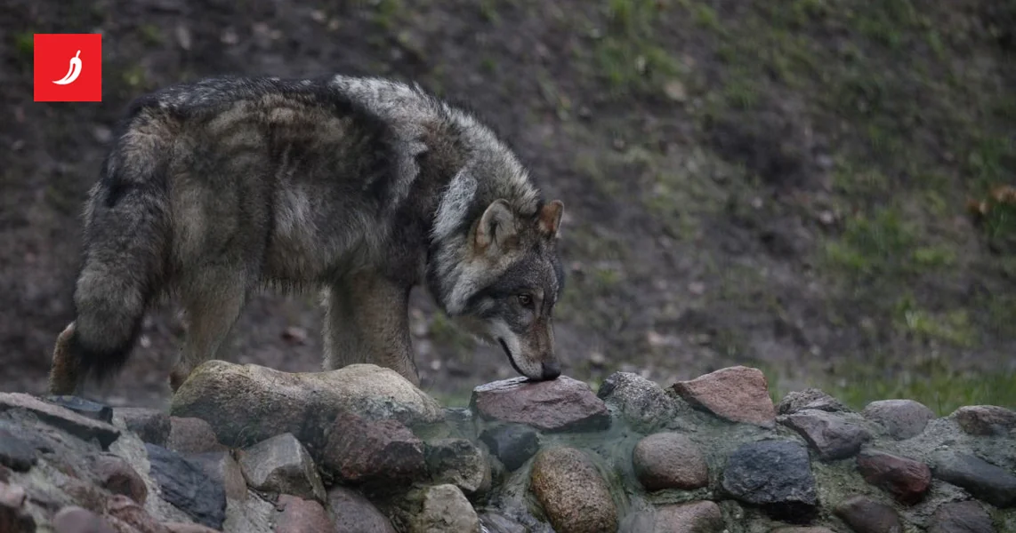 Pobegao vuk iz zoološkog vrta u Tokiju. Brzo je uhvaćen.