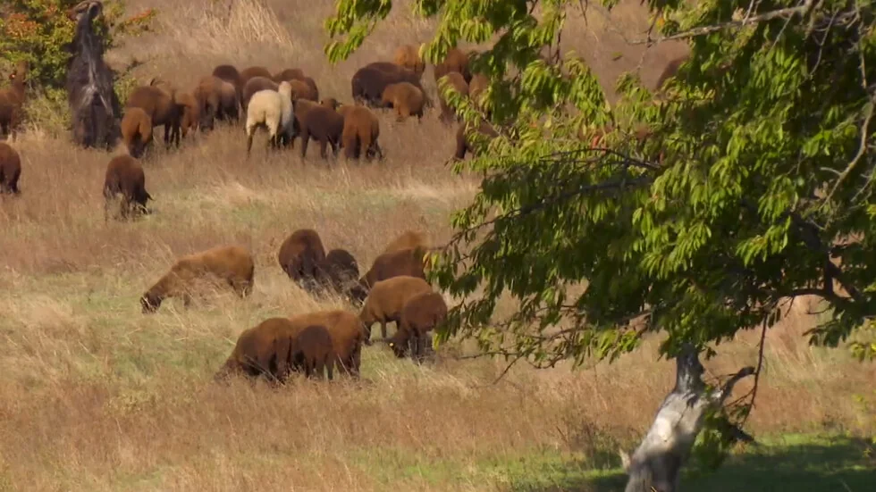 Zašto jedan veterinarski lekar nastavlja da uzgaja izumiruće pasmine životinja