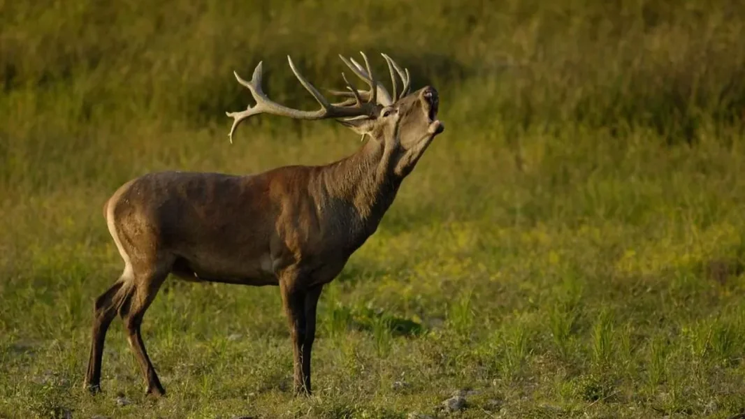 Zapanjujuće stado jelena u Zali: gotovo sto divljih prešlo preko puta – video