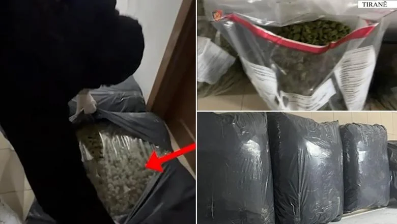 Trafikovao 60 kg kanabisa, uhapšen 52-godišnjak u Fushë Krujë! Droga je bila smeštena u 6 vreća, vrednost 60 hiljada evra (VIDEO) - Shqiptarja.com