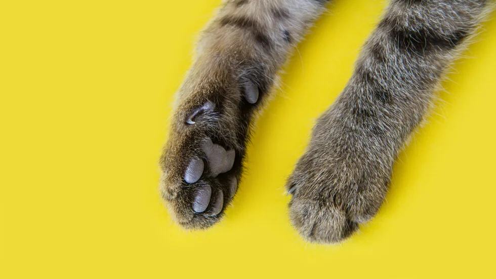 Imaju li životinje dominantnu šapu?