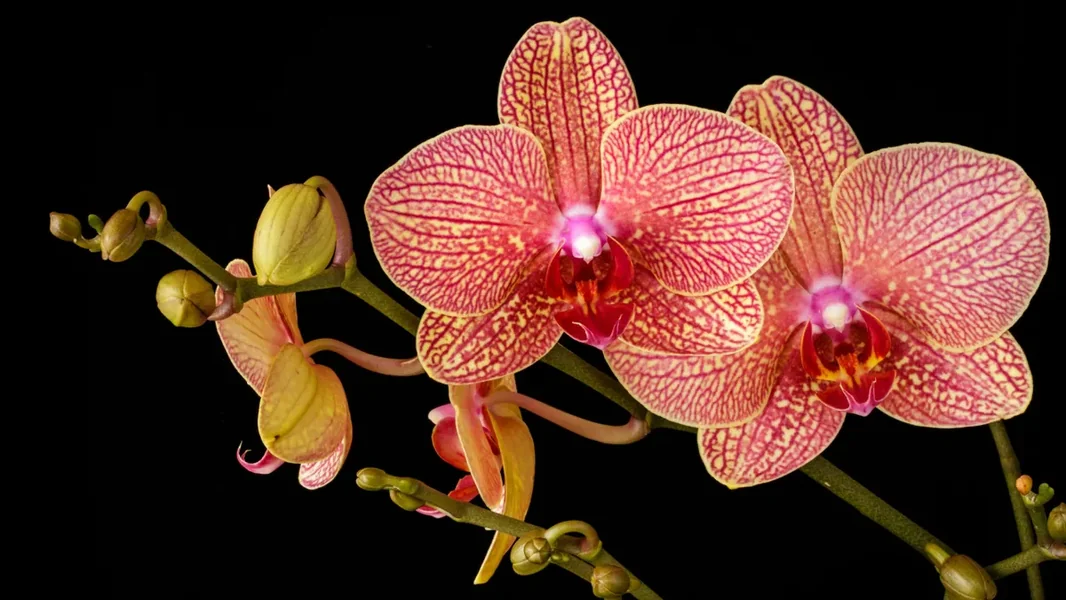 Nova trend širi se! Ovim metodom sobne biljke duže žive.