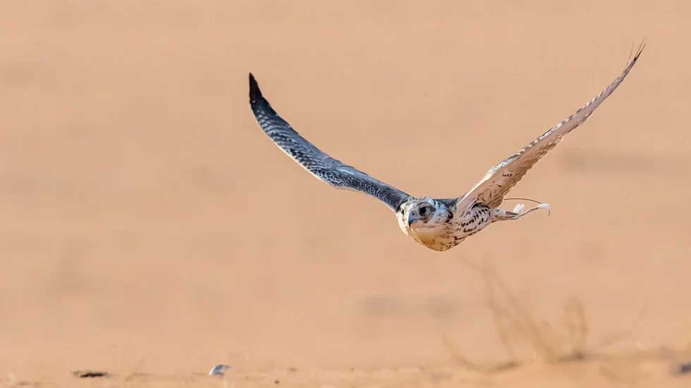 Prodali su dva sokola za 131 hiljadu evra na izložbi u Saudijskoj Arabiji