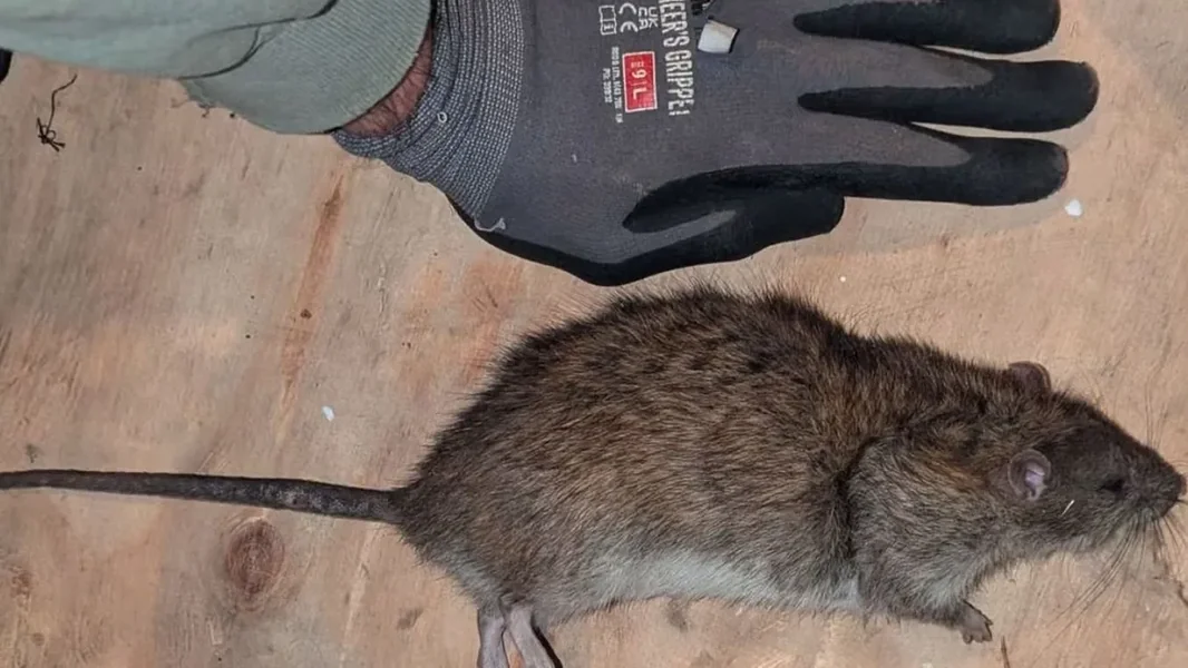 „Izuzetno opasni” – pacovi veličine mačke zauzeli su gradove, situacija postaje sve gora - ORIGO