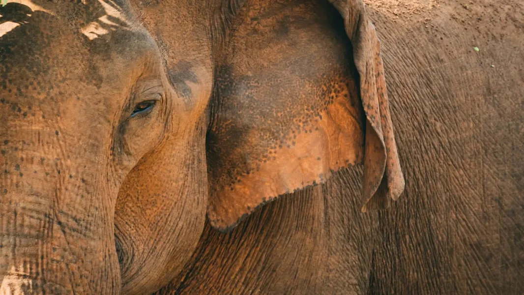 Blizu dvadesetak ljudi ubio je razjareni mužjak slona u Indiji - ORIGO