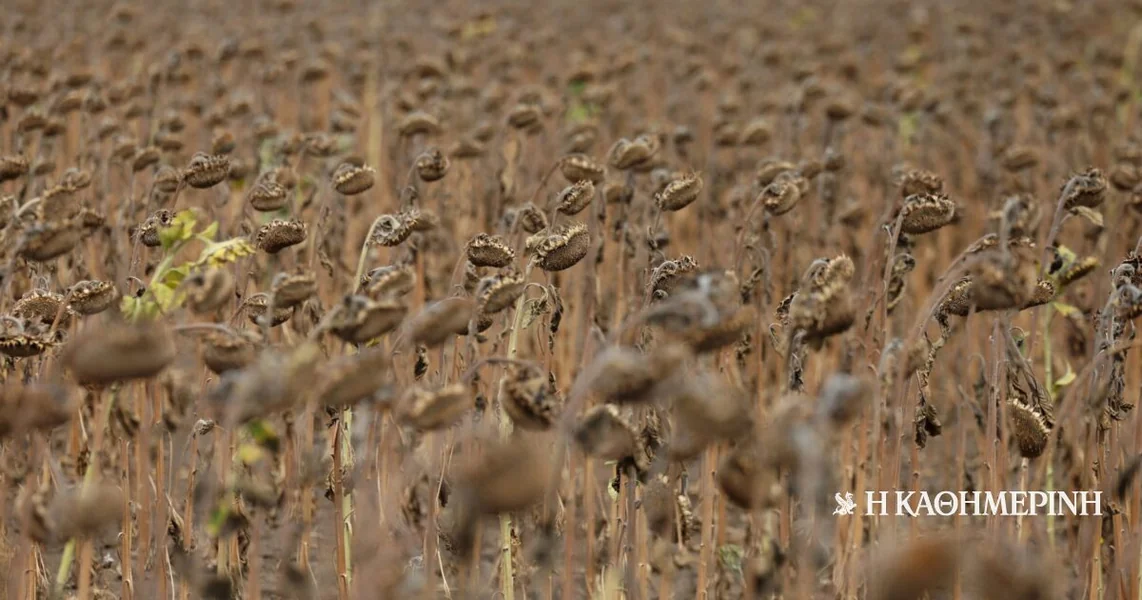 Super El Niño: Procene za 450.000 smrtnih slučajeva u narednih šest meseci