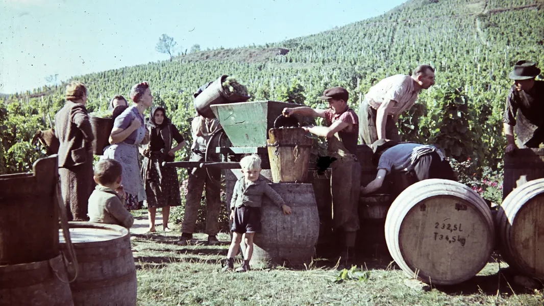 Kviz o starim mađarskim tradicijama berbe grožđa: znaš li kako su se nekada slavile?