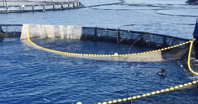 Akvakultura kao održiva alternativa pritisku na prirodne resurse mora