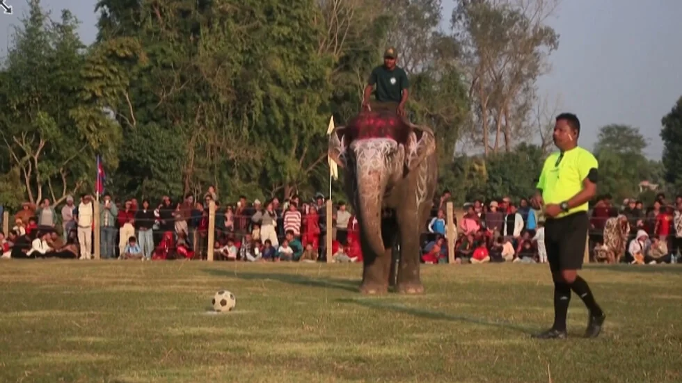 Slonovi pokazali zavidne fudbalske veštine na festivalu u Nepalu (VIDEO)