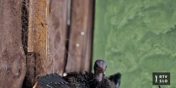 U Tropskoj kući u Celju izlegao se prvi mladič nikobarskog goluba