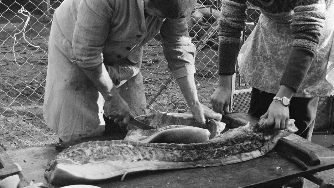 Zore sa mirisom pálinke i gozbi – ovako su tekla klanje svinja u Mađarskoj